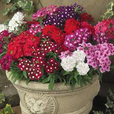 Herbaceous Perennials