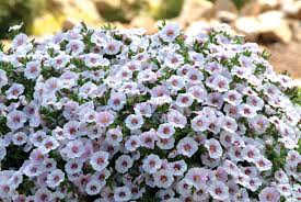 Hanging Baskets