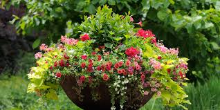 Individual Basket and Plants for Pots