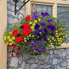 Hanging Baskets