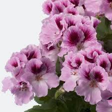 Houseplants
