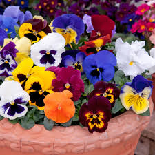Winter Bedding Plants