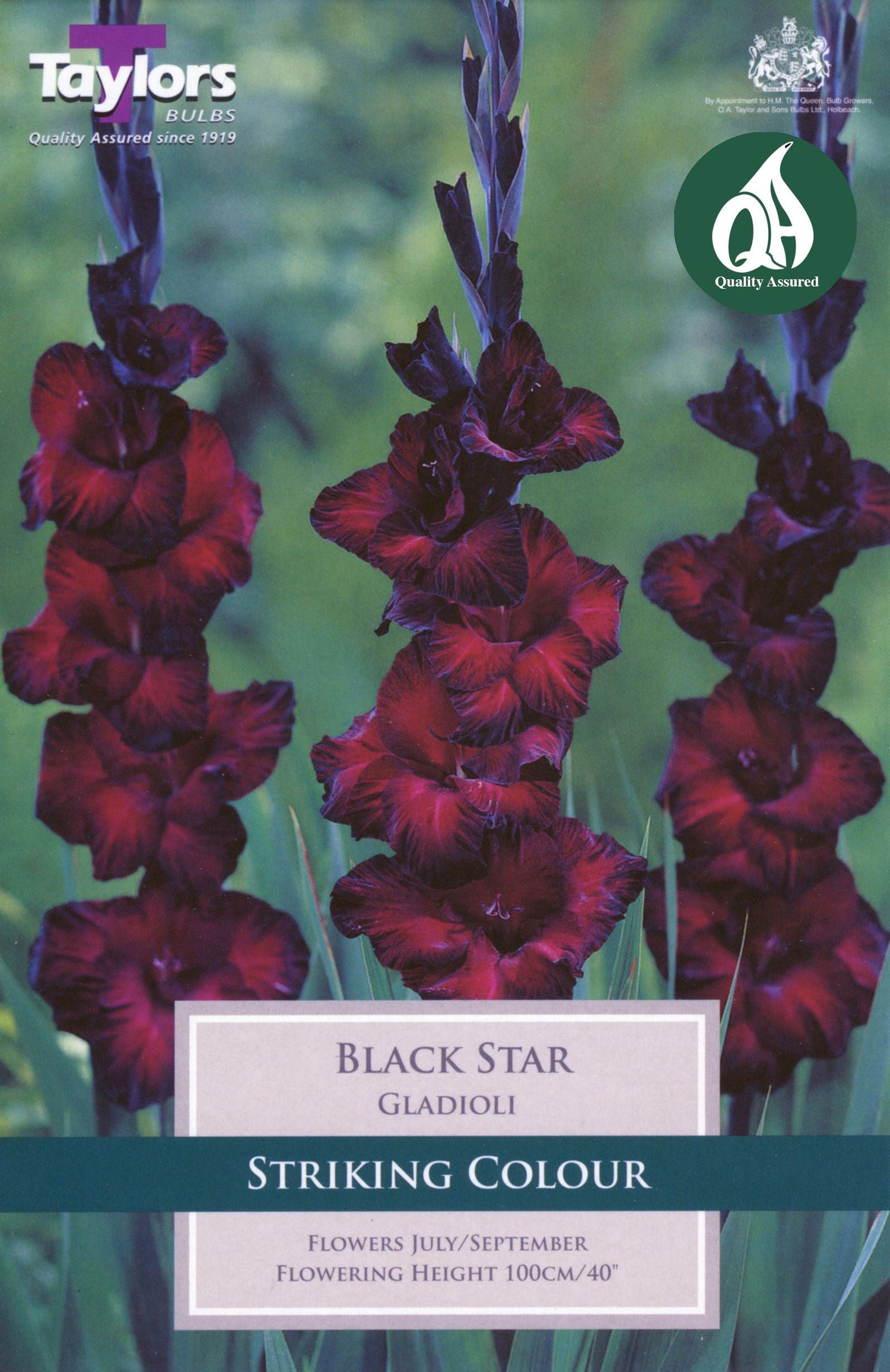 Gladioli