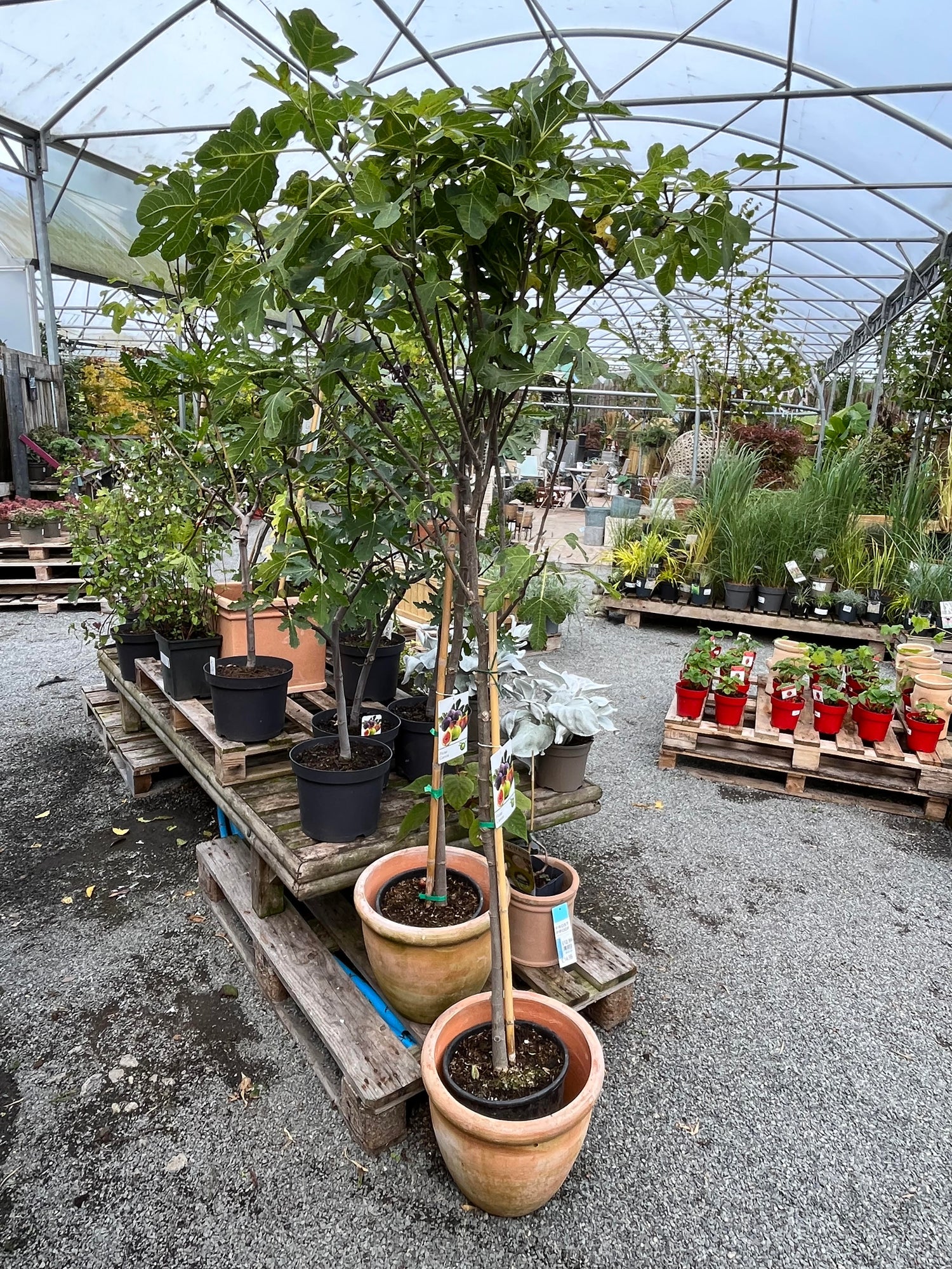 Fruit Trees