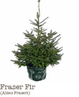Conifers