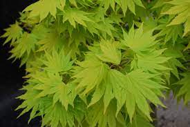 Acers