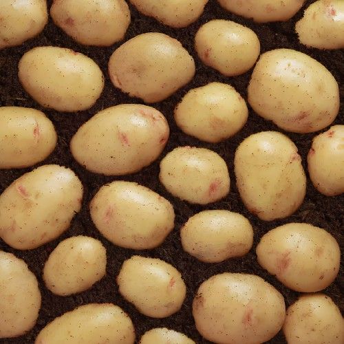 Seed Potato Packs