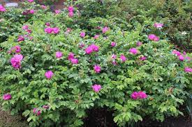 Hedging
