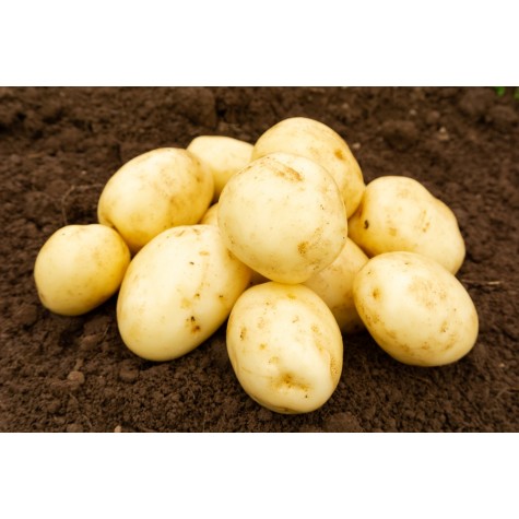 First Early Seed Potatoes