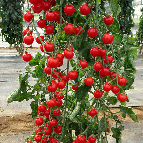 Vegetable Seeds