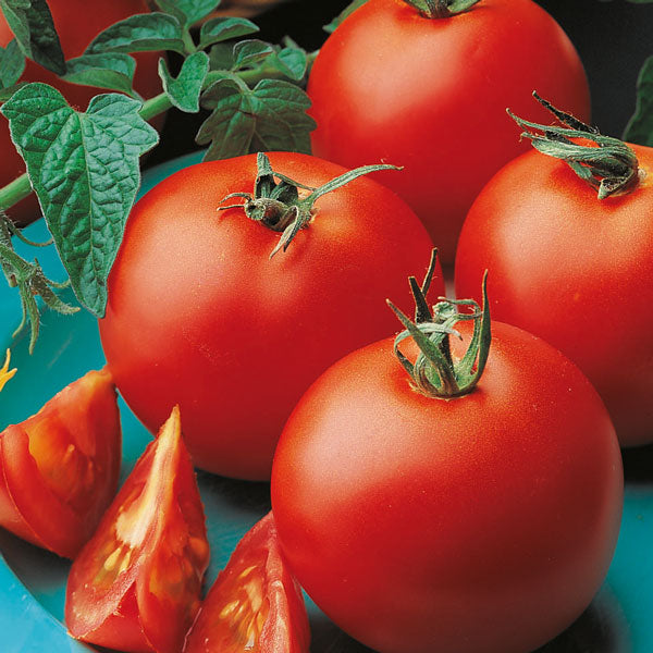 Organic Vegetable Seeds