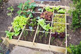 Vegetable Plants