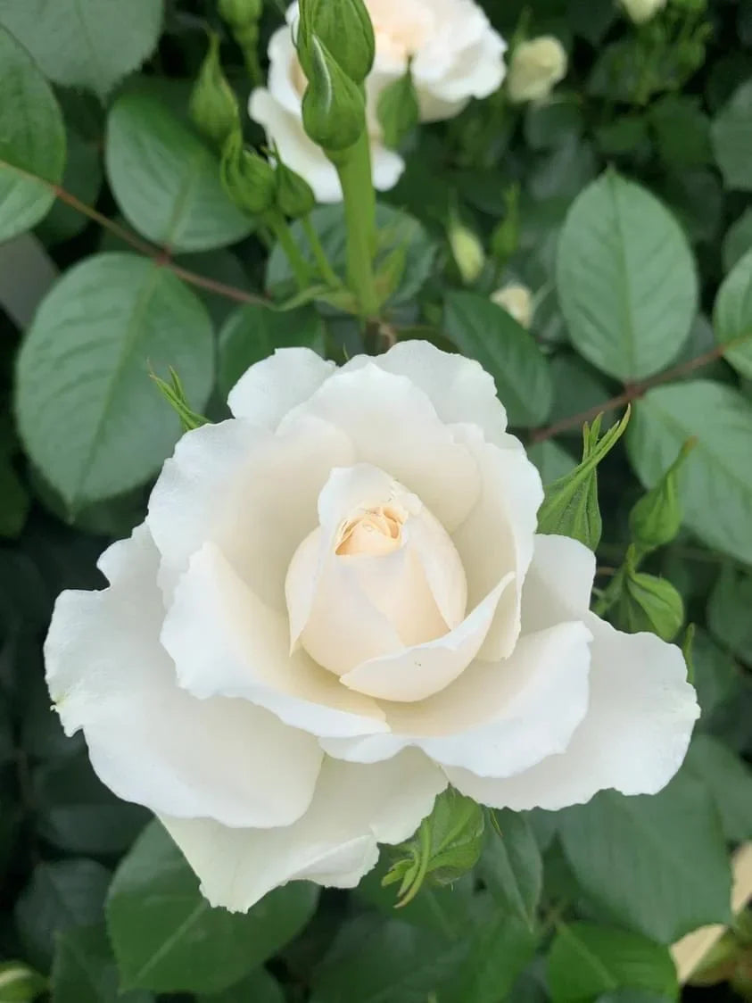 Occasion Roses