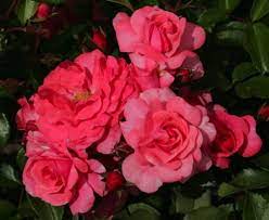 Ground Cover Roses
