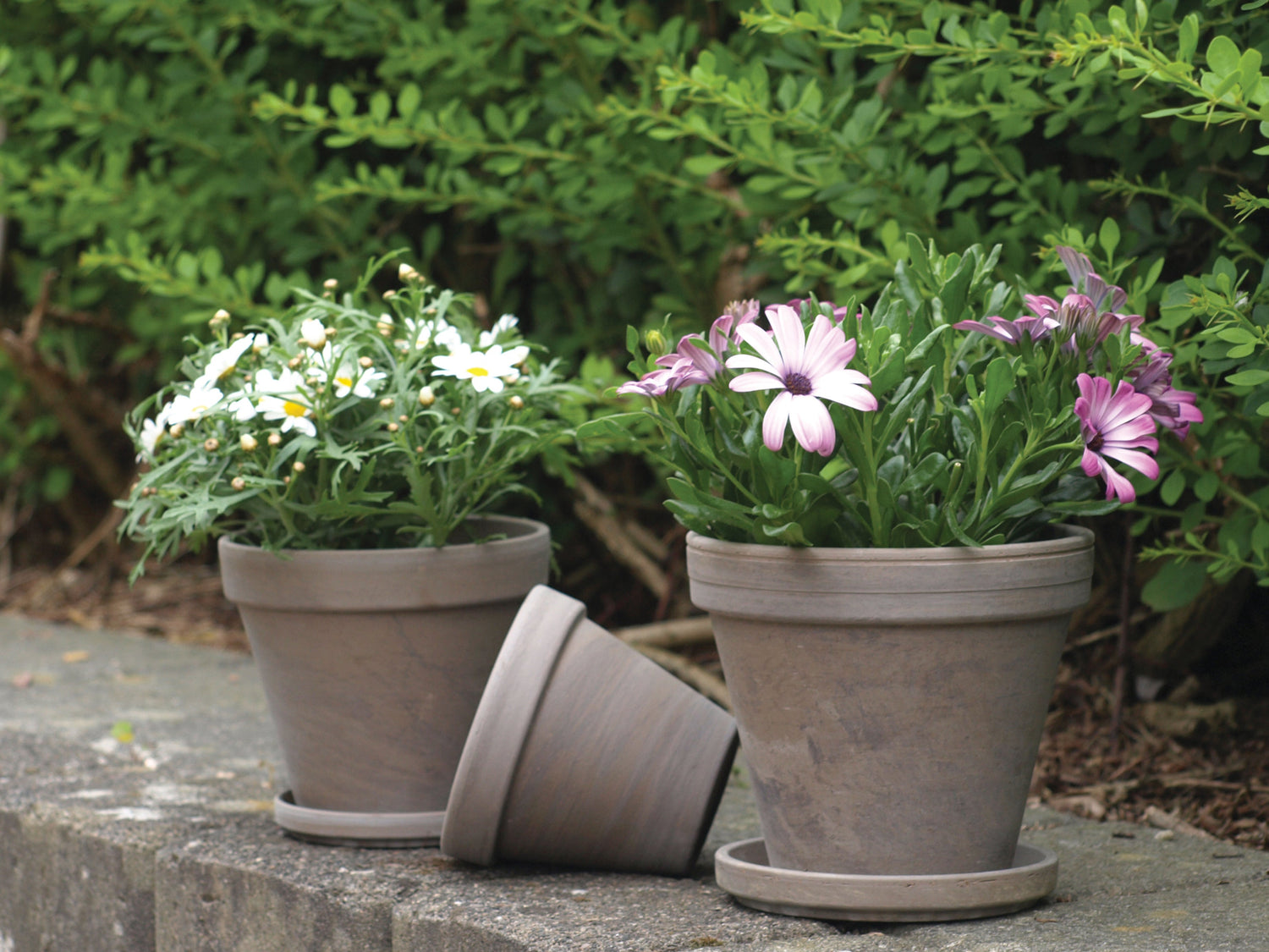 Terracotta Pots