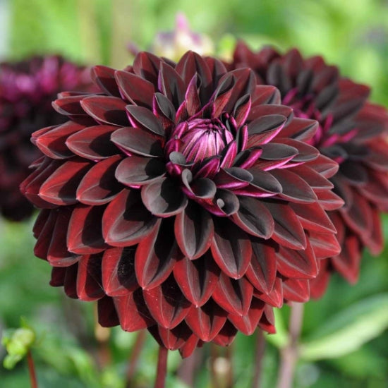 Dahlia Jowey Midnight