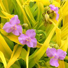 Tradescantia andersonia 'Purple Dome' 2Ltr