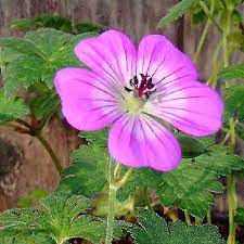 Geranium wallichianum 'Penny Pink' 2Ltr