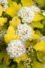 Physocarpus opulifolius 'Dart's Gold' 3ltr