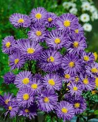 Aster novi-belgii 'Chequers'