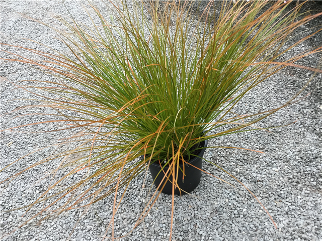 Carex siderostica 'Shiro' 2ltr