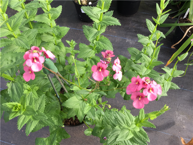 Diascia personata 3L