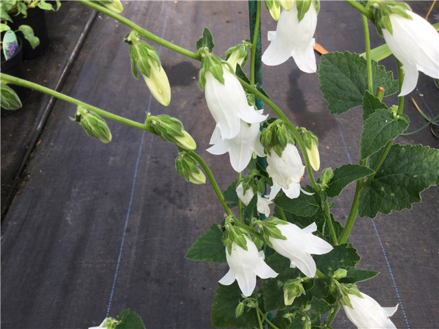 Campanula alliariifolia 3L