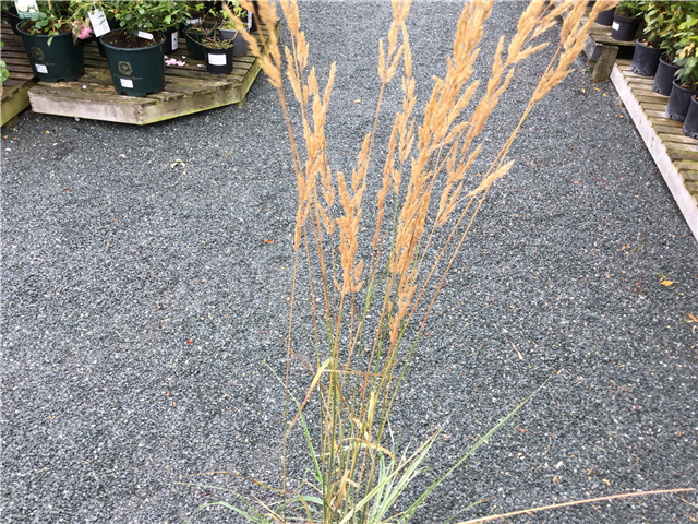 Calamagrostis acutiflora 'Overdam'