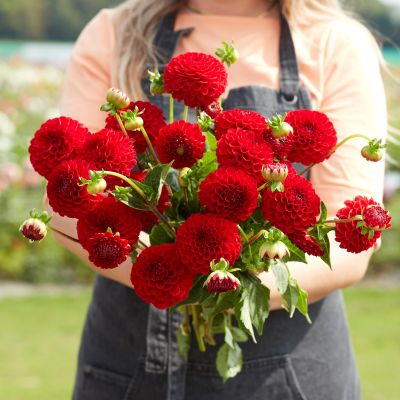 Dahlia Nescio 2ltr