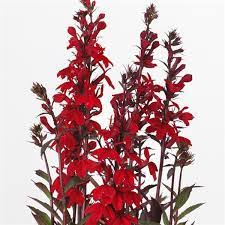 Lobelia speciosa Starship Burgundy 3L