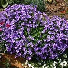 Campanula Clockwise Deep Blue 13cm