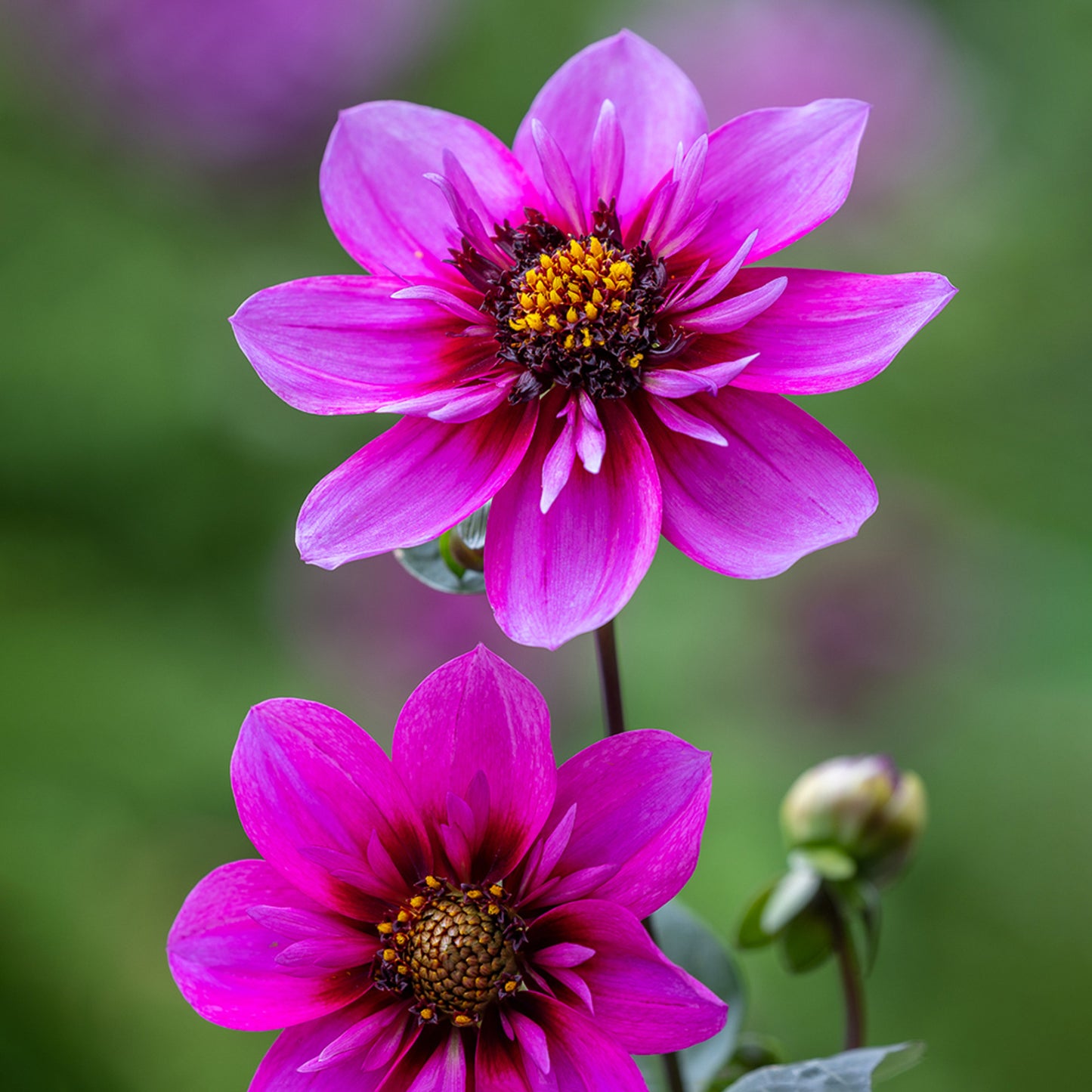 Dahlia Skyfall