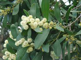 Acacia melanoxylon 3ltr