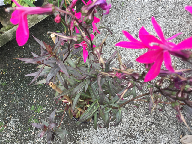Lobelia x speciosa 'Russian Princess' 2Ltr