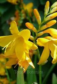 Crocosmia 'Firestars Firestarter' 3.5L