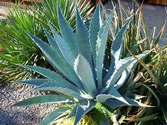 Agave americana marginata P30