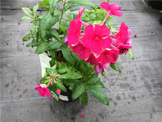 Phlox 'Septemberglut' 3L