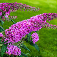 Buddleja 'Pink Delight' 3ltr