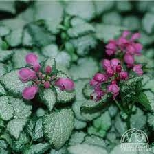 Lamium maculatum 'Red Nancy' 3L