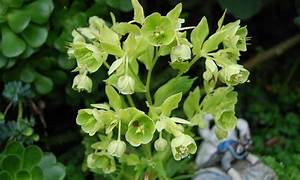 Helleborus foetidus 2.5ltr