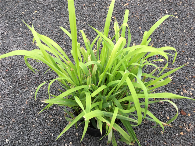 Milium Effusum Aureum