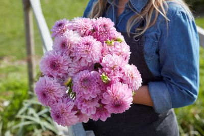 Dahlia Bazuin Lavender 3ltr