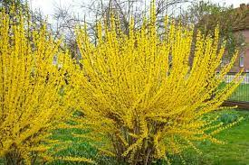 Forsythia x intermedia 'Lynwood' 7.5L