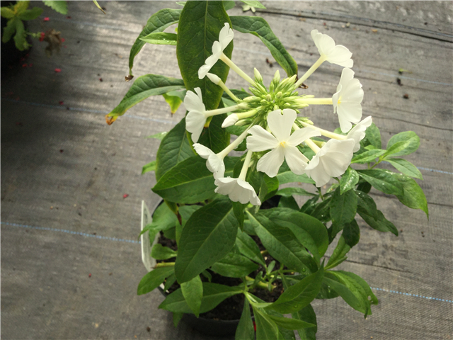Phlox Paniculata Fujyama 3L