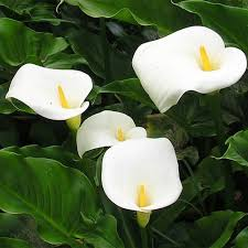 Zantedeschia aethiopica 3L