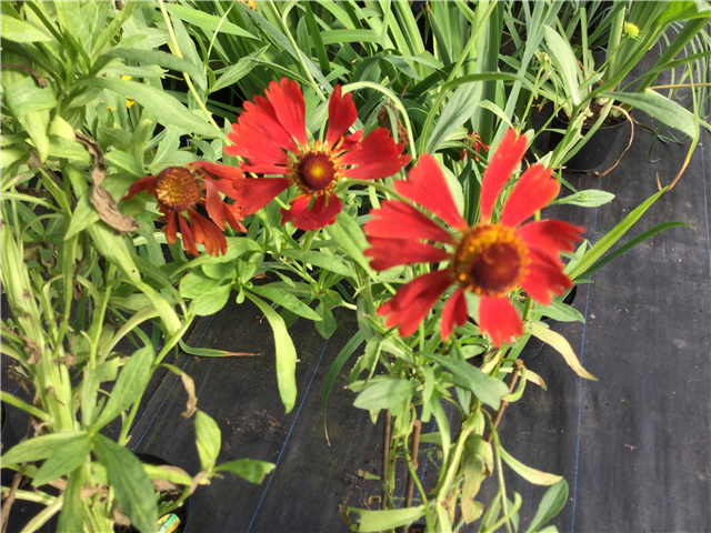 Helenium 'Moerheim Beauty' 3L