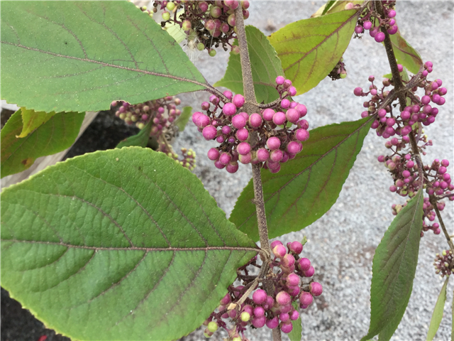Callicarpa bodinieri 'Profusion'  C12
