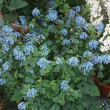 Corydalis flexuosa 'China blue' 3L