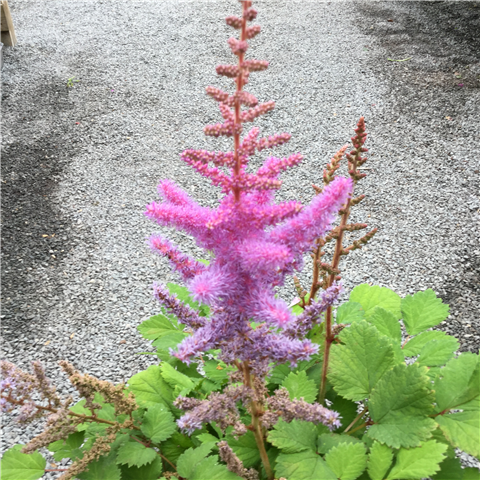 Astilbe chinensis var pumila 3ltr