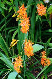 Crocosmia masoniorum 'Rowallane Orange' 3L
